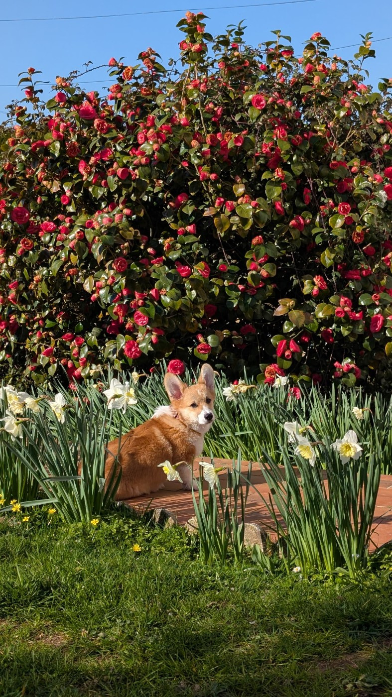 C est bientôt le printemps