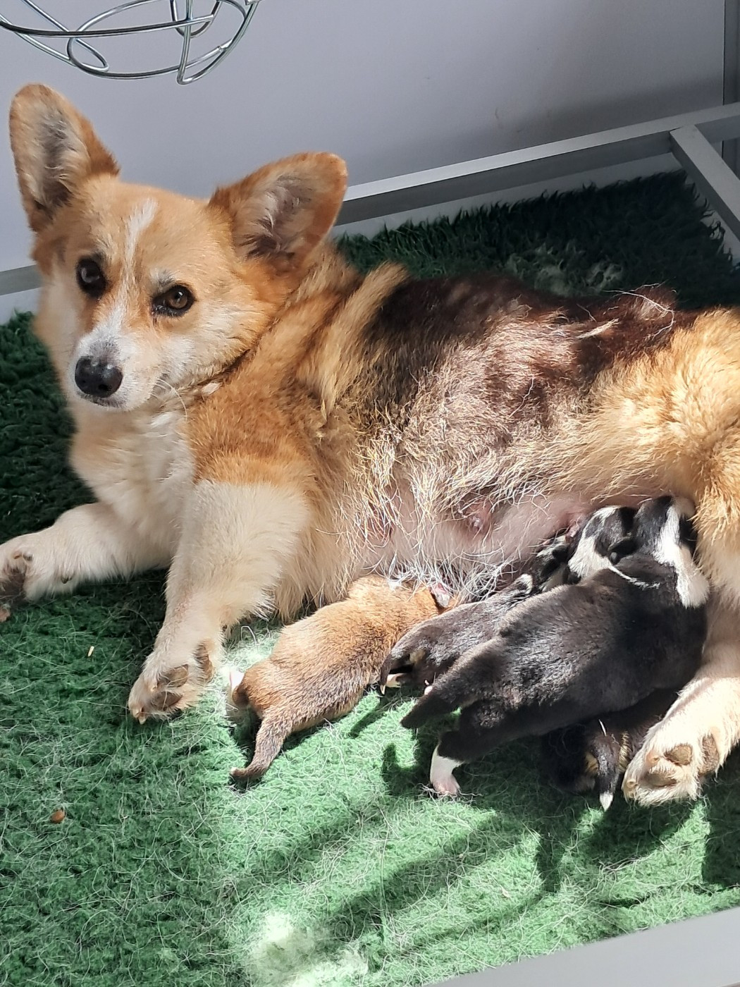 de la Ferme du Rotour - Bb Starmania