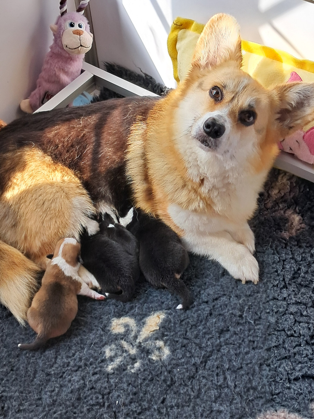 Photos bb Starmania 5 jours