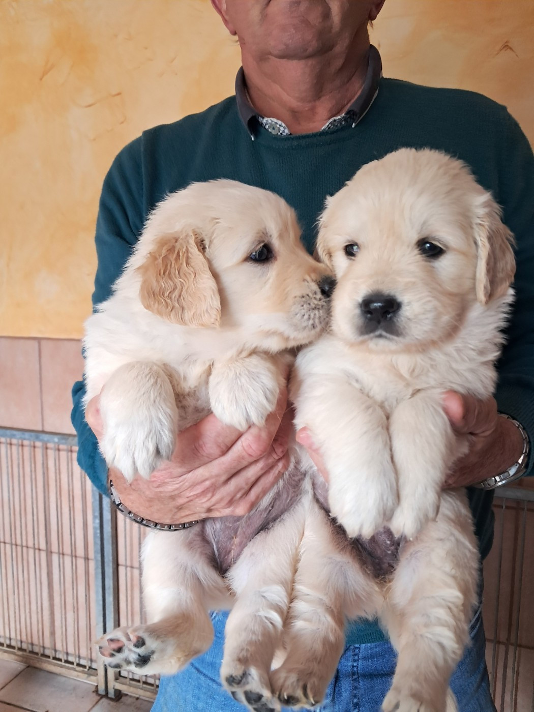 de la Ferme du Rotour - Choix des chiots 30 mai