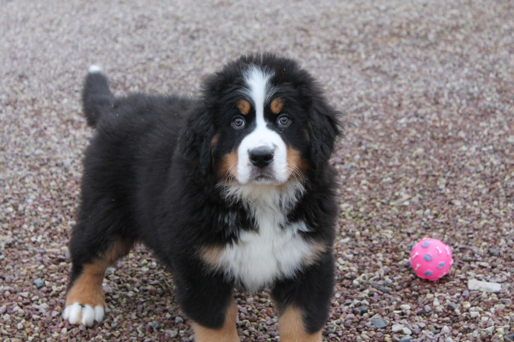 de la Ferme du Rotour - photos des chiots 19 dec 2019