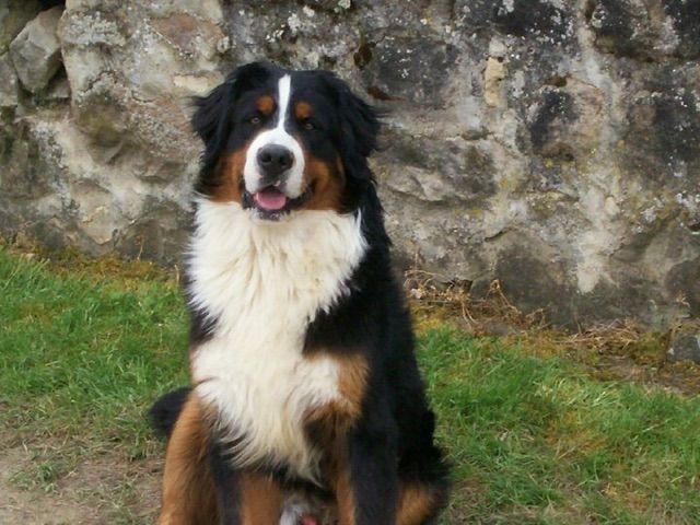 de la Ferme du Rotour - CHARLY 11 ANS