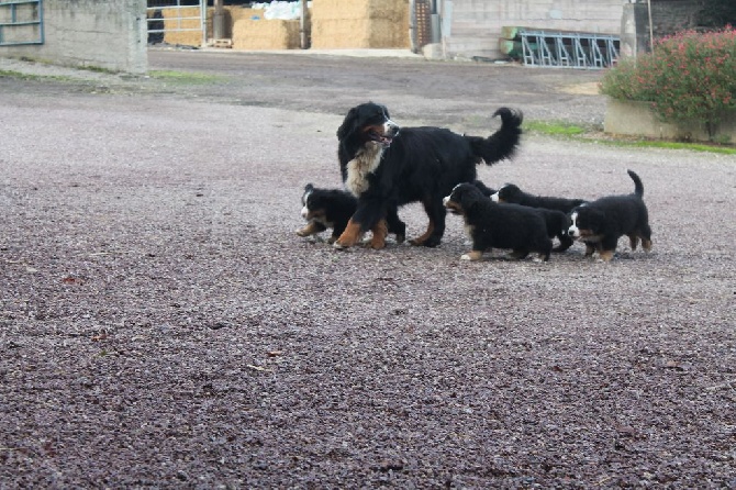 de la Ferme du Rotour - 29 NOV 2014 PHOTOS DES P TITS NOUNOURS