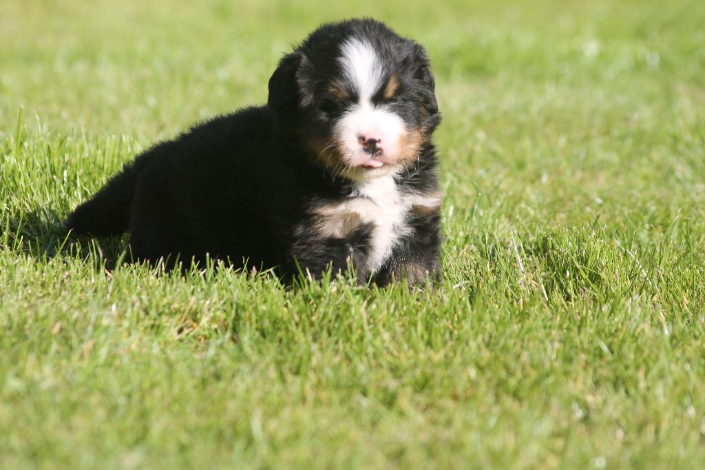 de la Ferme du Rotour - Odin bb igolotte x just