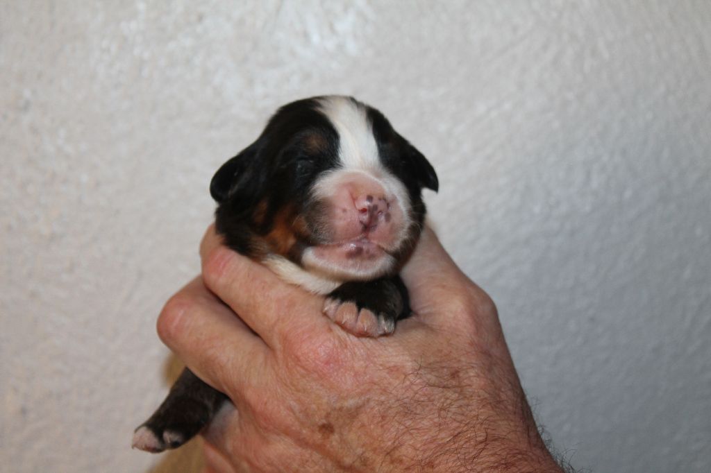 de la Ferme du Rotour - photos des petits de molly