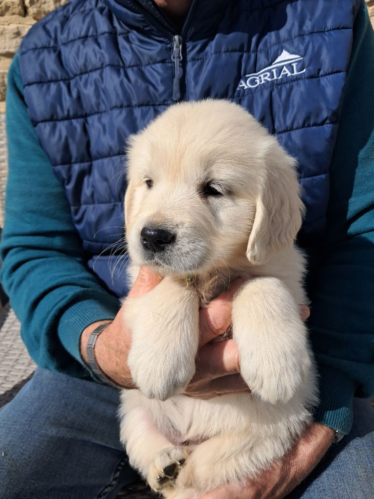 Bb goldens