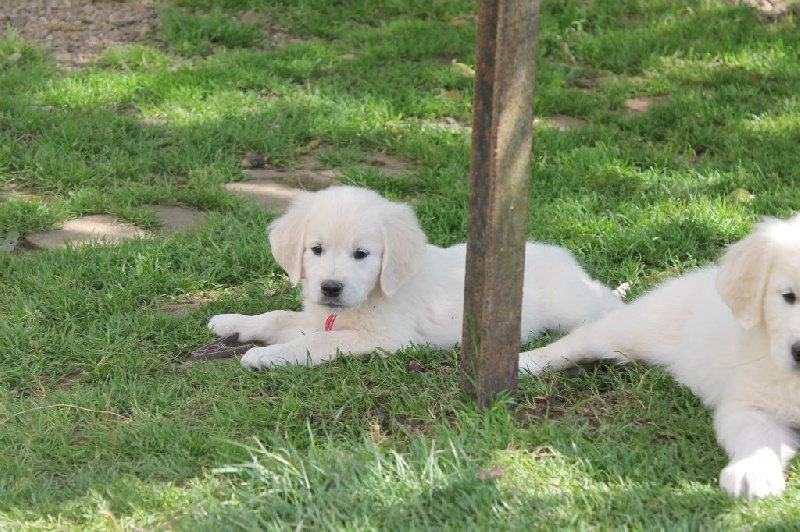 BB GOLDENS D JAZZ 19 JUIN 2014