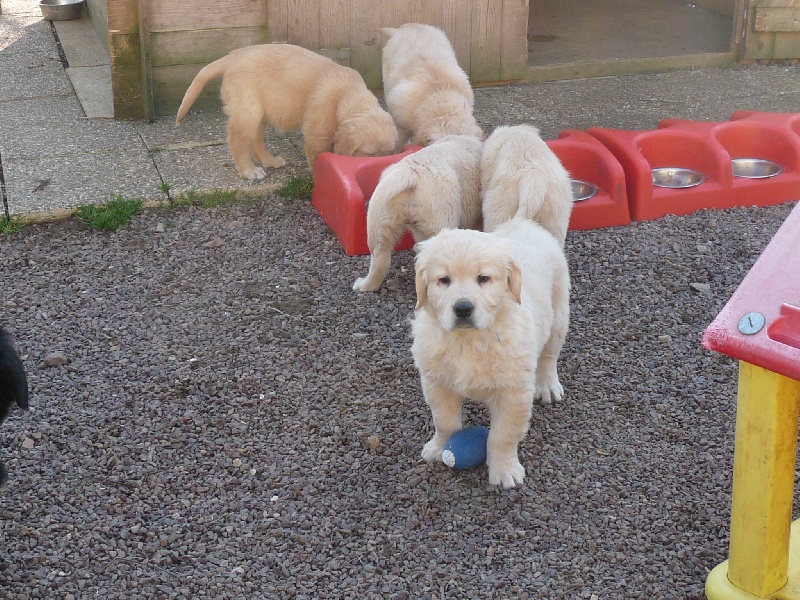 goldens et boubous 2011
