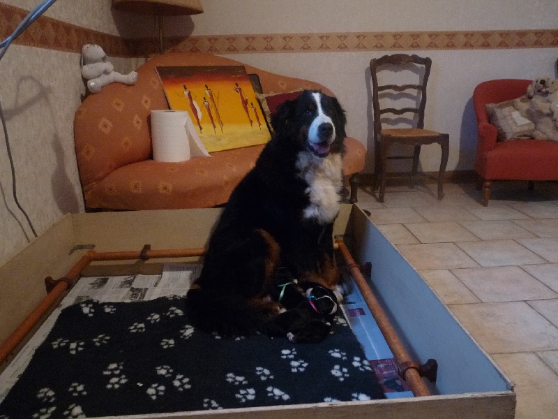 BB DARLING DE L HAMIAU DU MONT X ELLINGTON DU HAMEAU DES BARONNIES