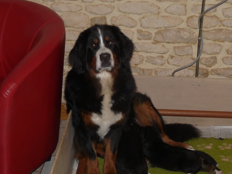 bb chase octobre 2009