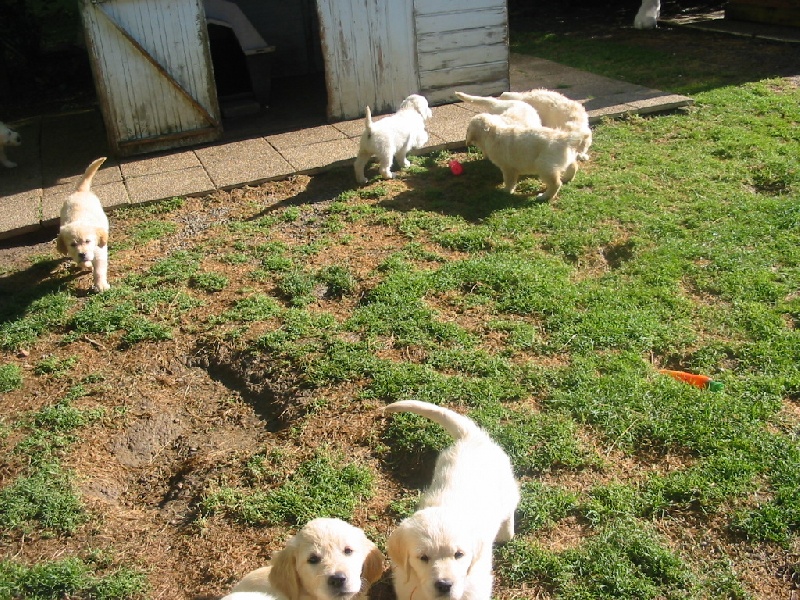 BB GOLDENS 2008