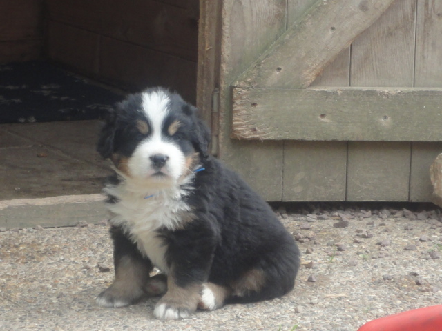 BB DIVINE X FRANKLIN 29 MAI 2012