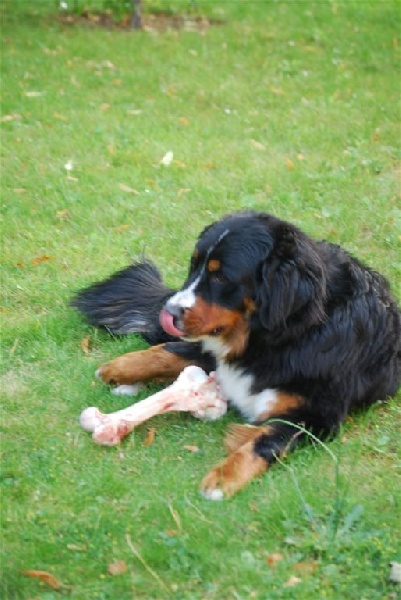BB DE VLOUNA ET EDEN JUIN 2008