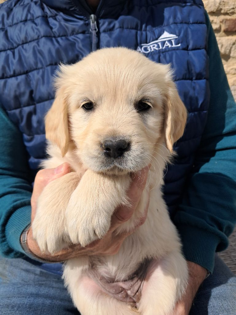 de la Ferme du Rotour - Chiots disponibles - Golden Retriever
