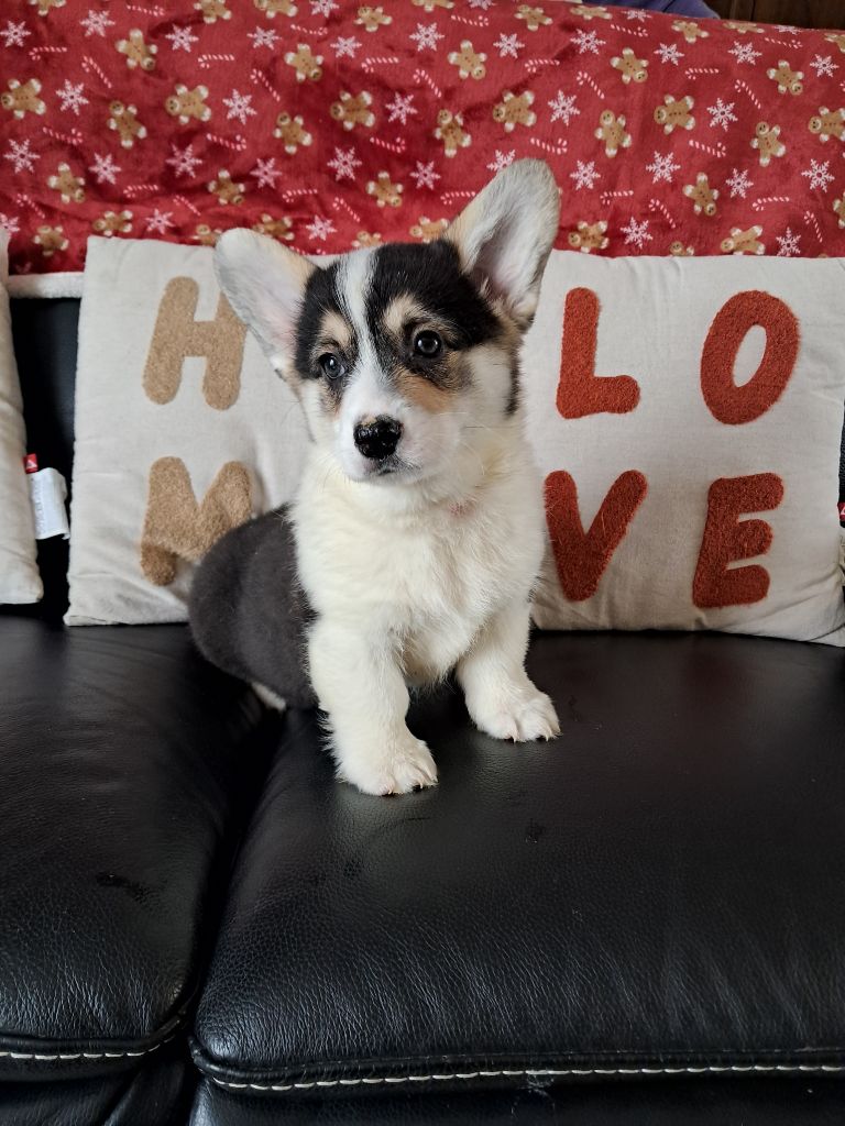 de la Ferme du Rotour - Welsh Corgi Pembroke - Portée née le 29/12/2024
