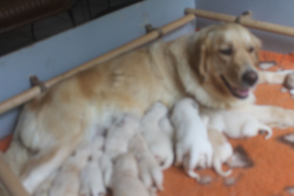 Chiot Golden Retriever de la Ferme du Rotour