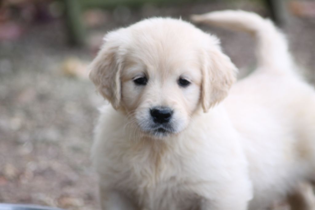 Chiot Golden Retriever de la Ferme du Rotour