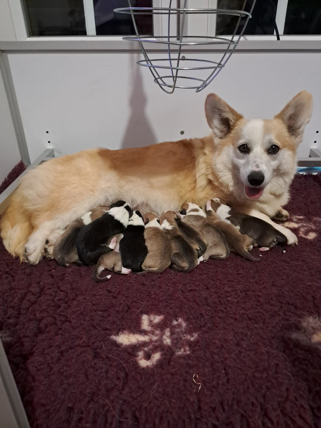 Chiot Welsh Corgi Pembroke de la Ferme du Rotour