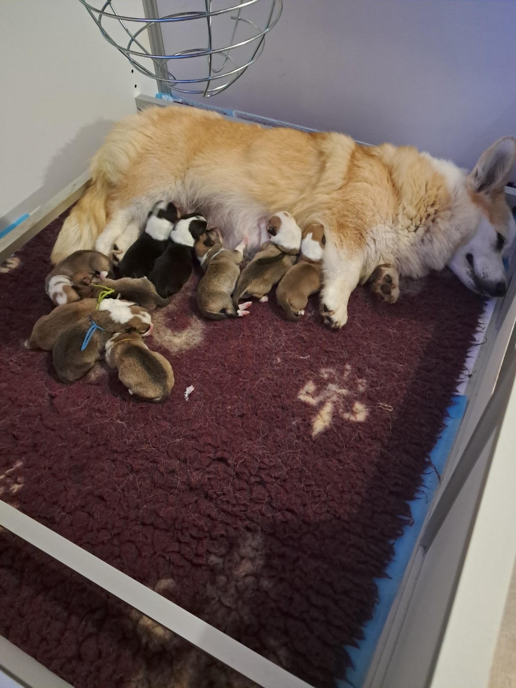 de la Ferme du Rotour - Chiots disponibles - Welsh Corgi Pembroke