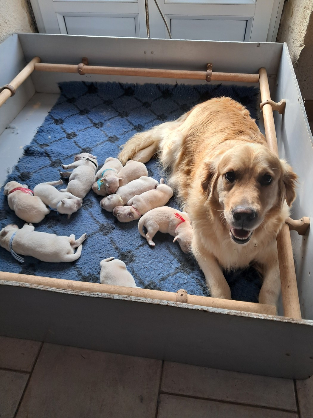 de la Ferme du Rotour - Chiots disponibles - Golden Retriever