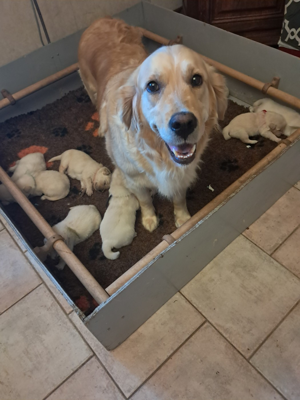 de la Ferme du Rotour - Chiots disponibles - Golden Retriever