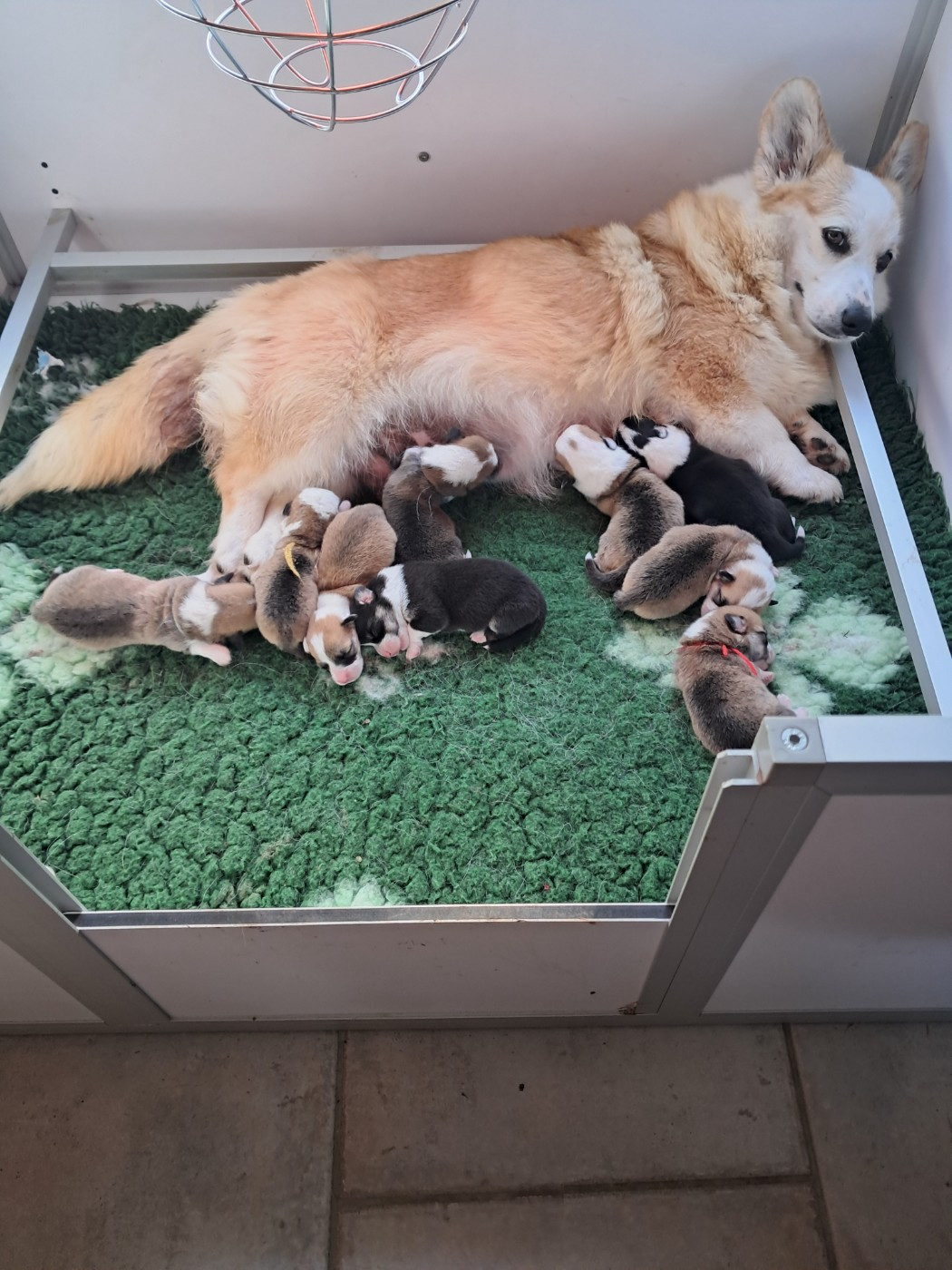 de la Ferme du Rotour - Chiots disponibles - Welsh Corgi Pembroke