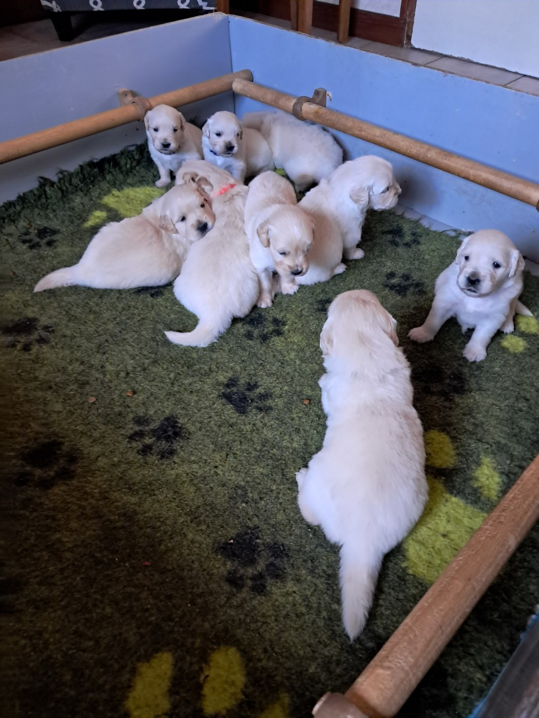 de la Ferme du Rotour - Golden Retriever - Portée née le 15/10/2025