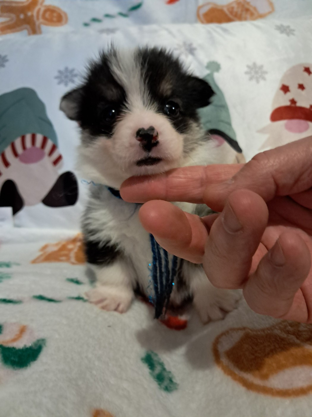 de la Ferme du Rotour - Chiots disponibles - Welsh Corgi Pembroke