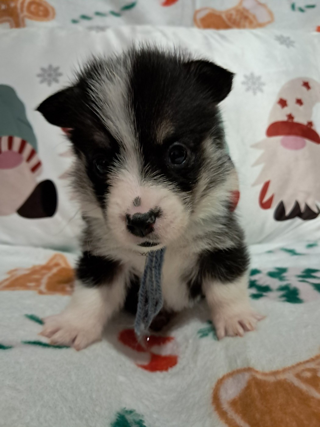 de la Ferme du Rotour - Chiots disponibles - Welsh Corgi Pembroke