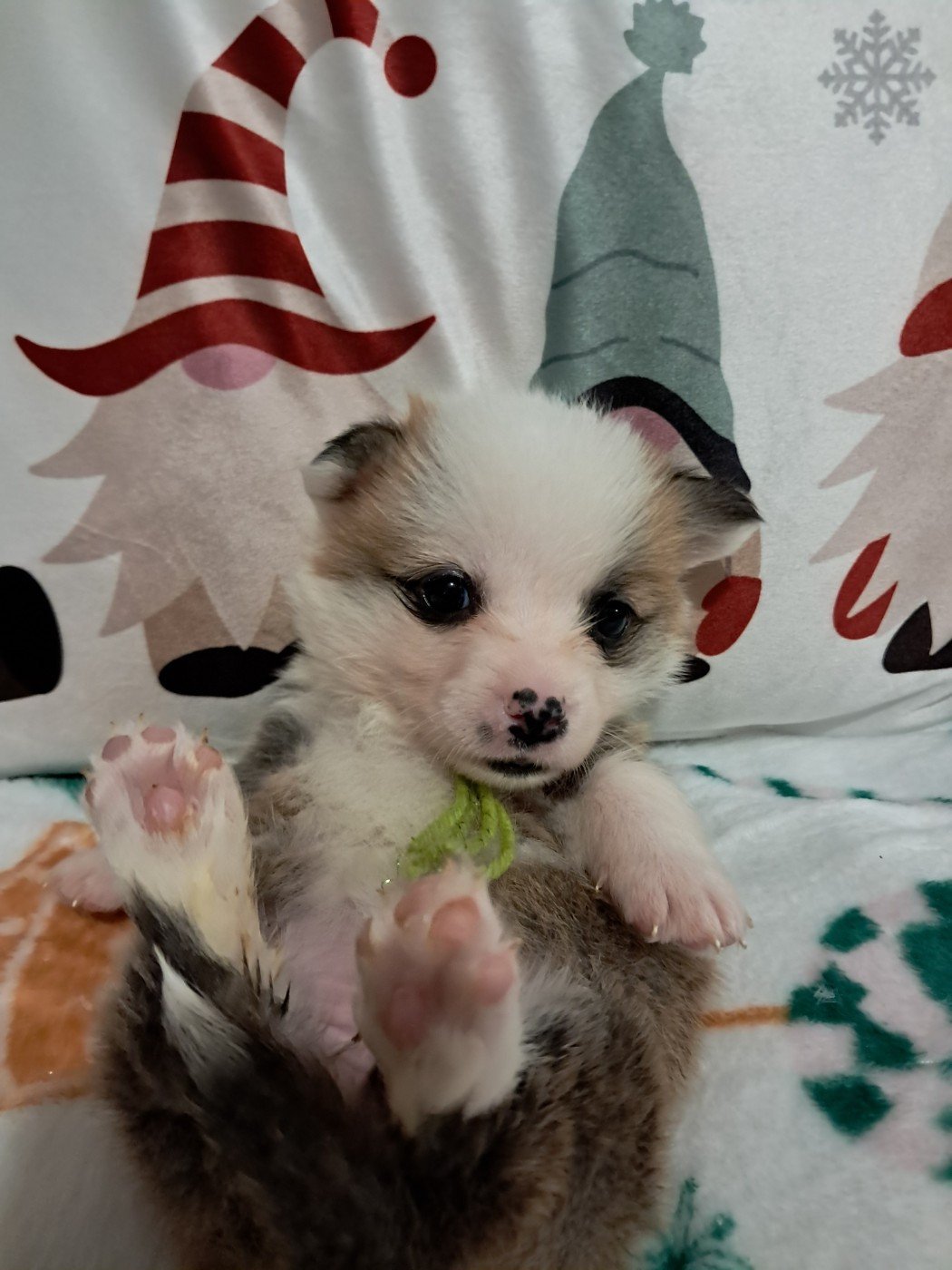 de la Ferme du Rotour - Chiots disponibles - Welsh Corgi Pembroke