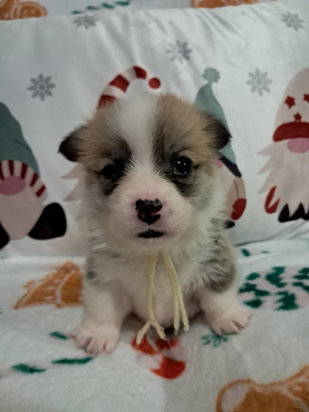 de la Ferme du Rotour - Chiots disponibles - Welsh Corgi Pembroke