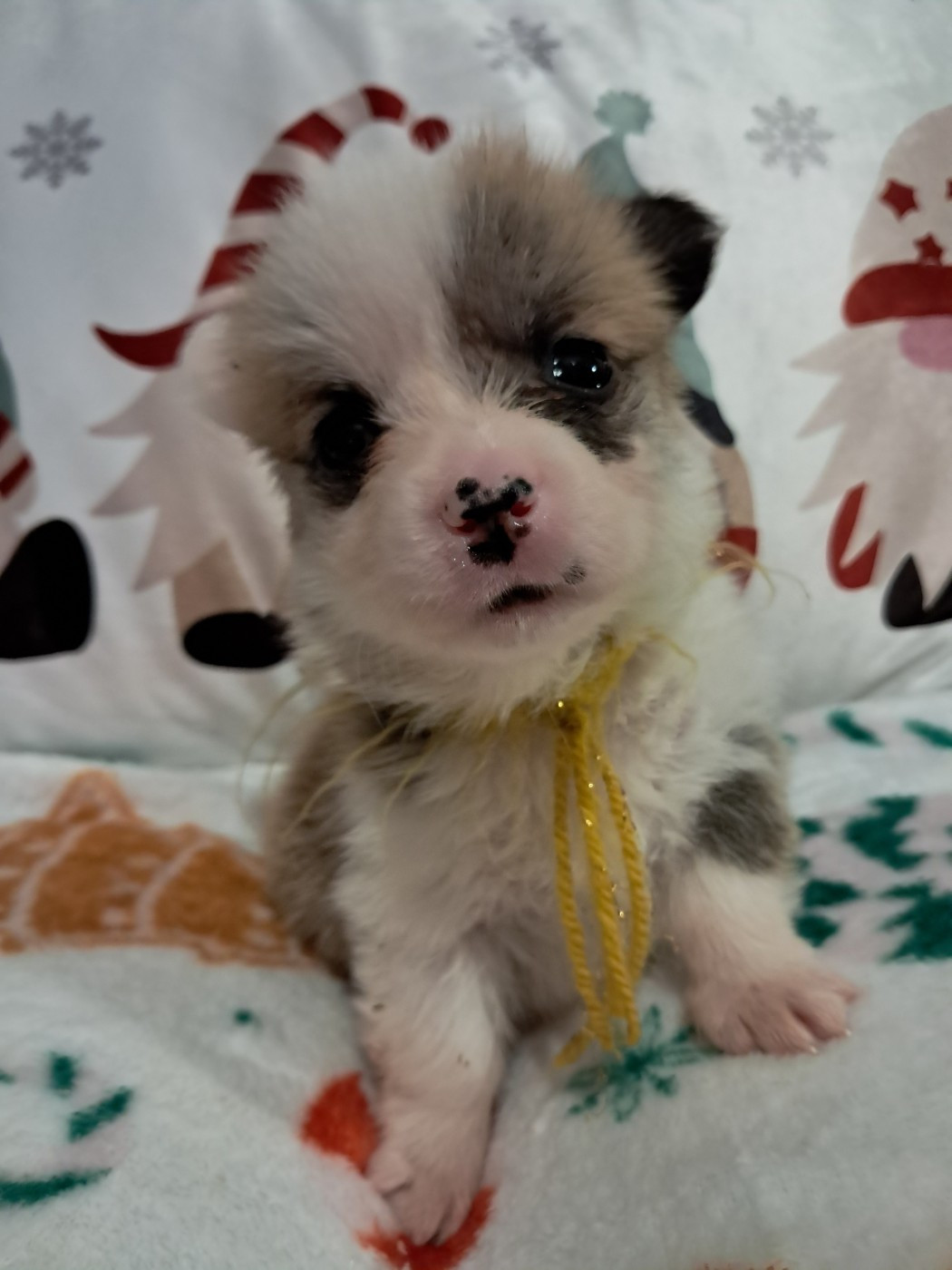 de la Ferme du Rotour - Chiots disponibles - Welsh Corgi Pembroke