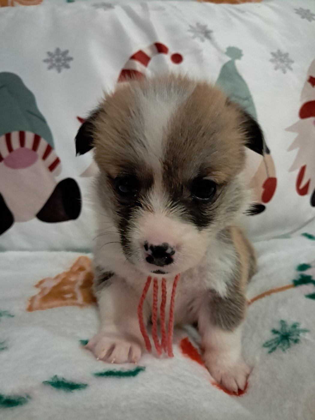 de la Ferme du Rotour - Chiots disponibles - Welsh Corgi Pembroke