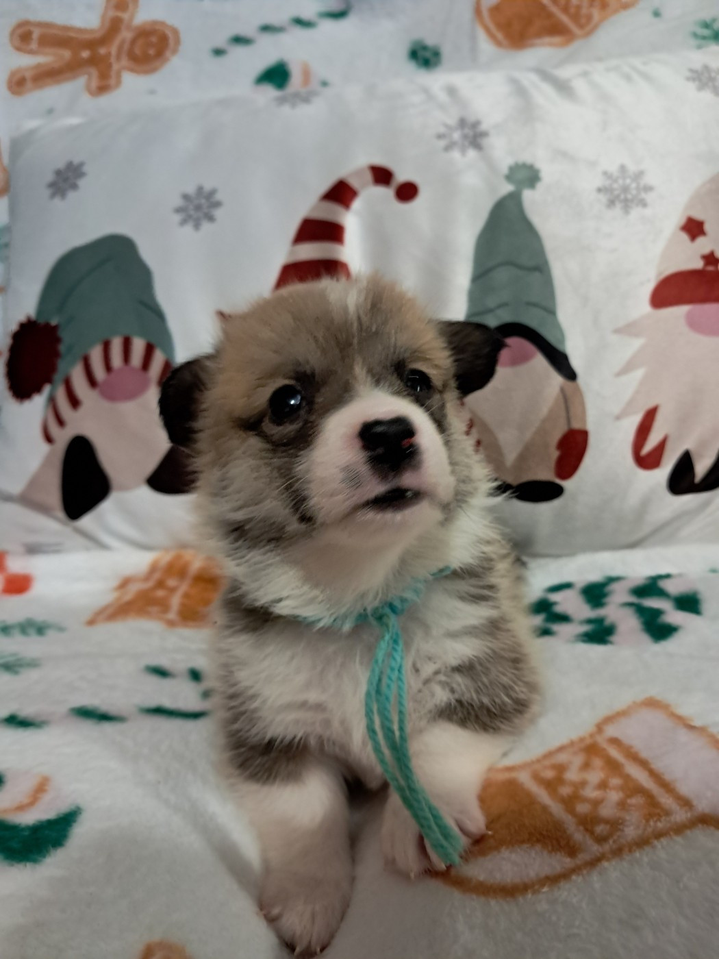 de la Ferme du Rotour - Chiots disponibles - Welsh Corgi Pembroke