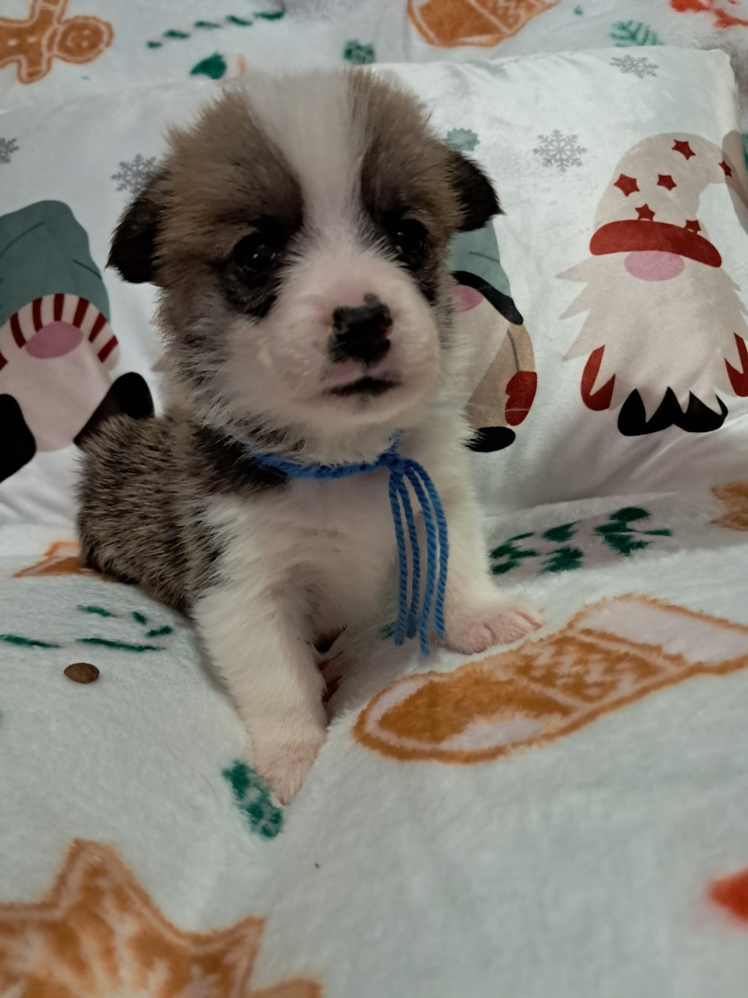 de la Ferme du Rotour - Chiots disponibles - Welsh Corgi Pembroke