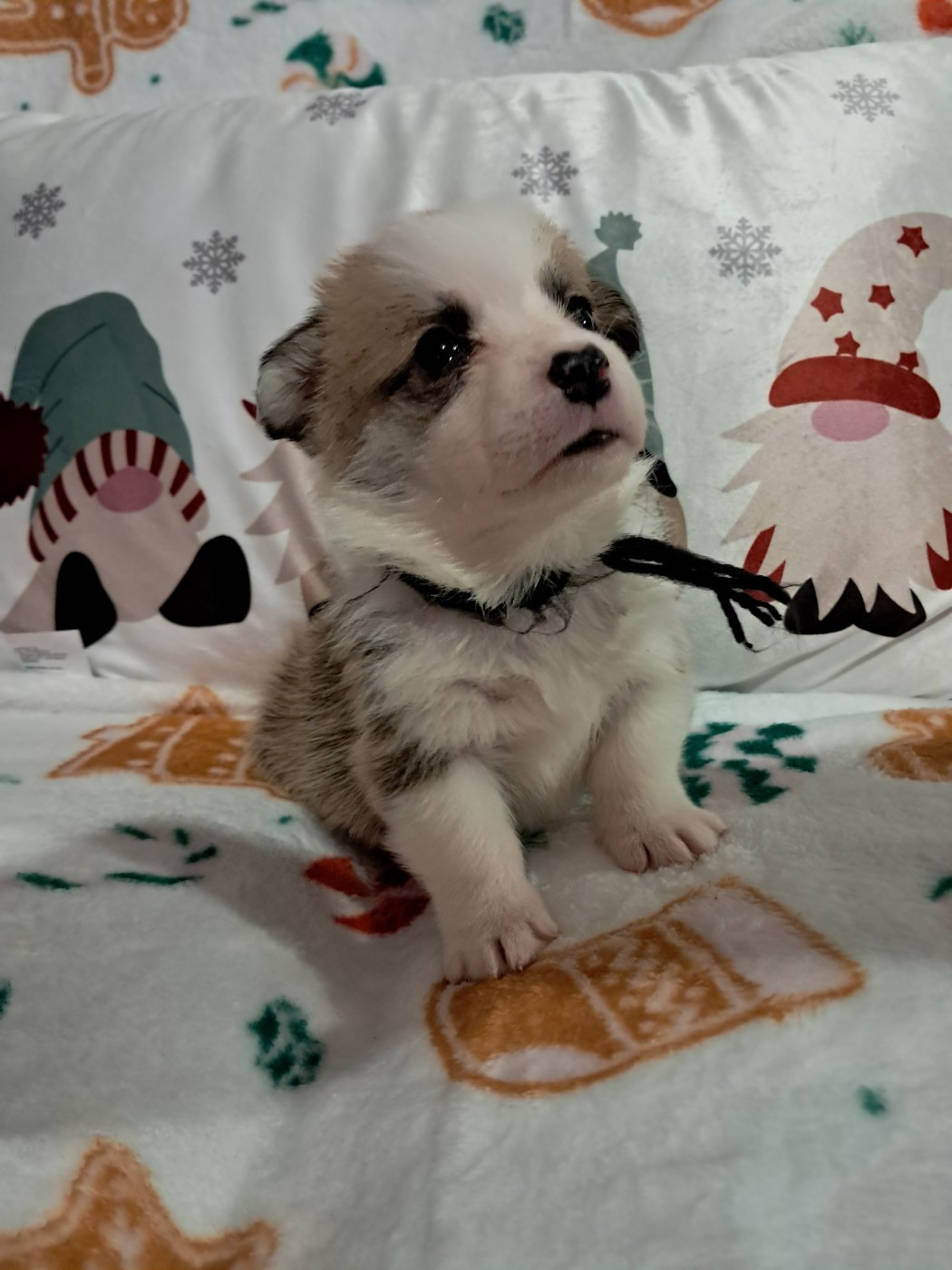 de la Ferme du Rotour - Chiots disponibles - Welsh Corgi Pembroke