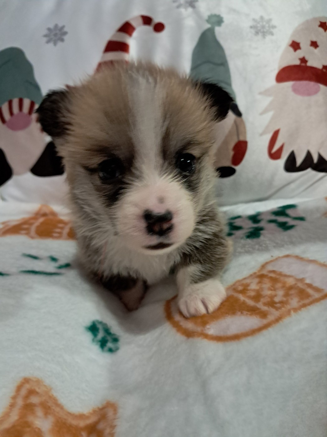 de la Ferme du Rotour - Chiots disponibles - Welsh Corgi Pembroke
