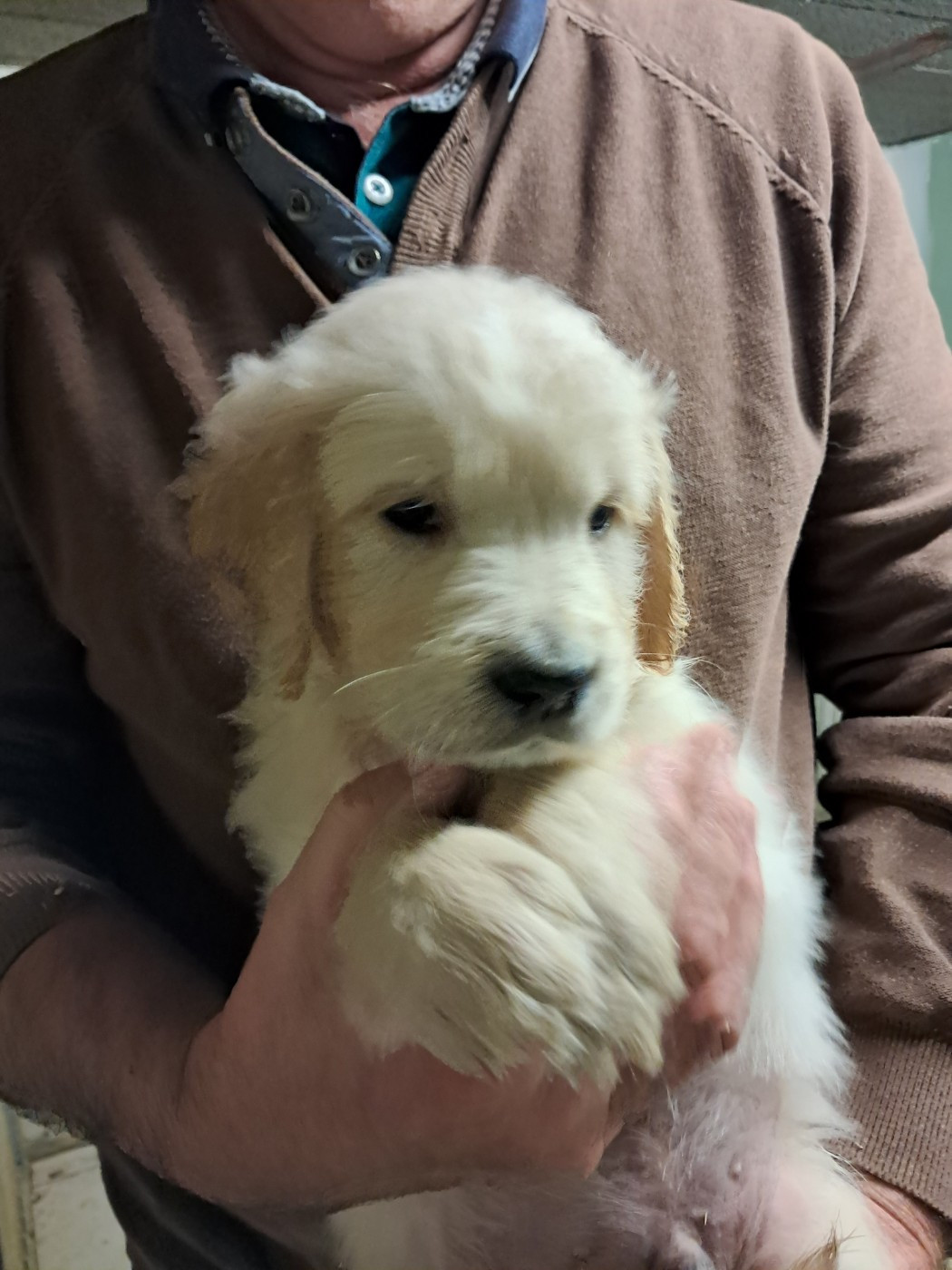 de la Ferme du Rotour - Chiots disponibles - Golden Retriever