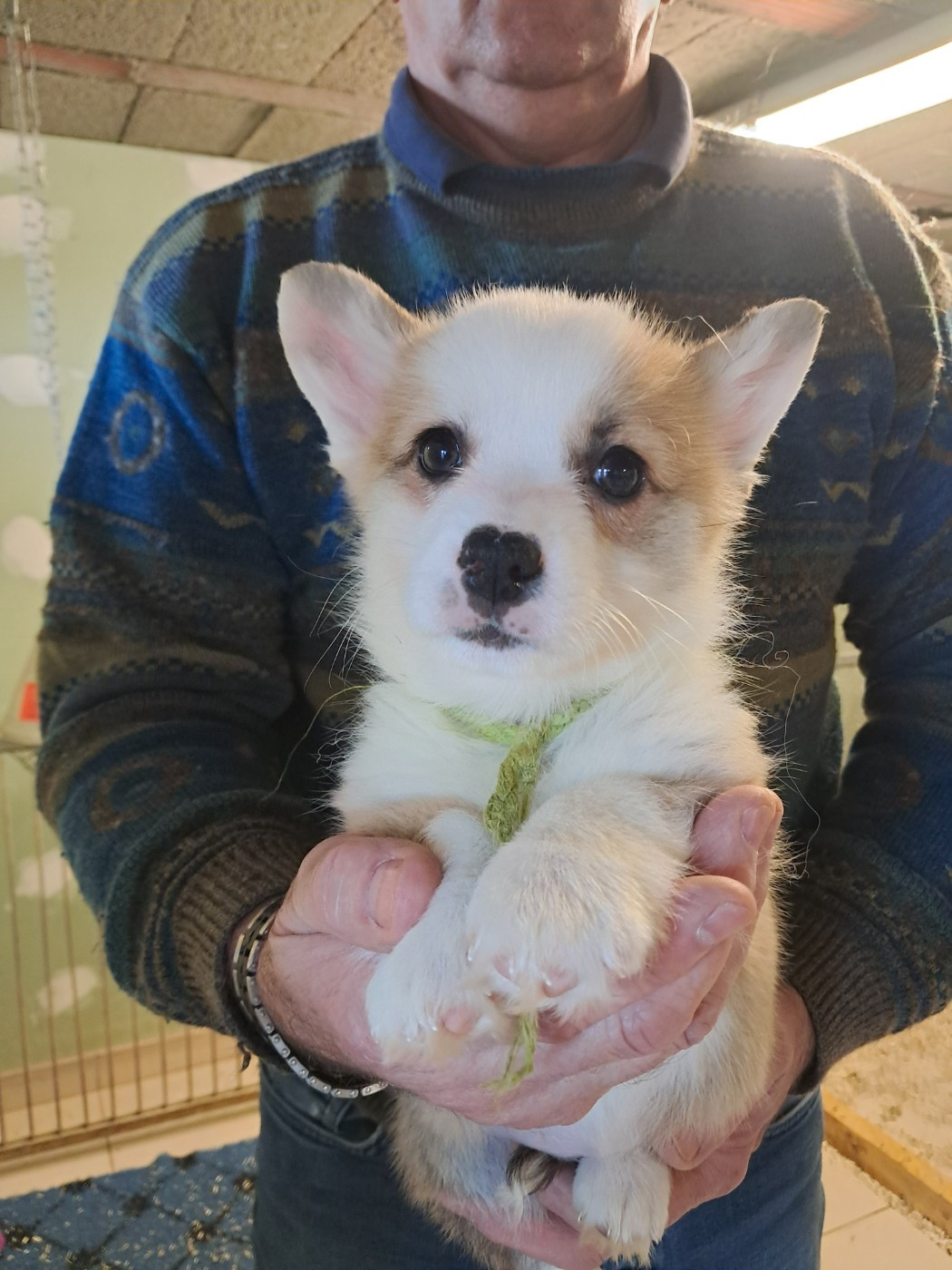 de la Ferme du Rotour - Chiots disponibles - Welsh Corgi Pembroke