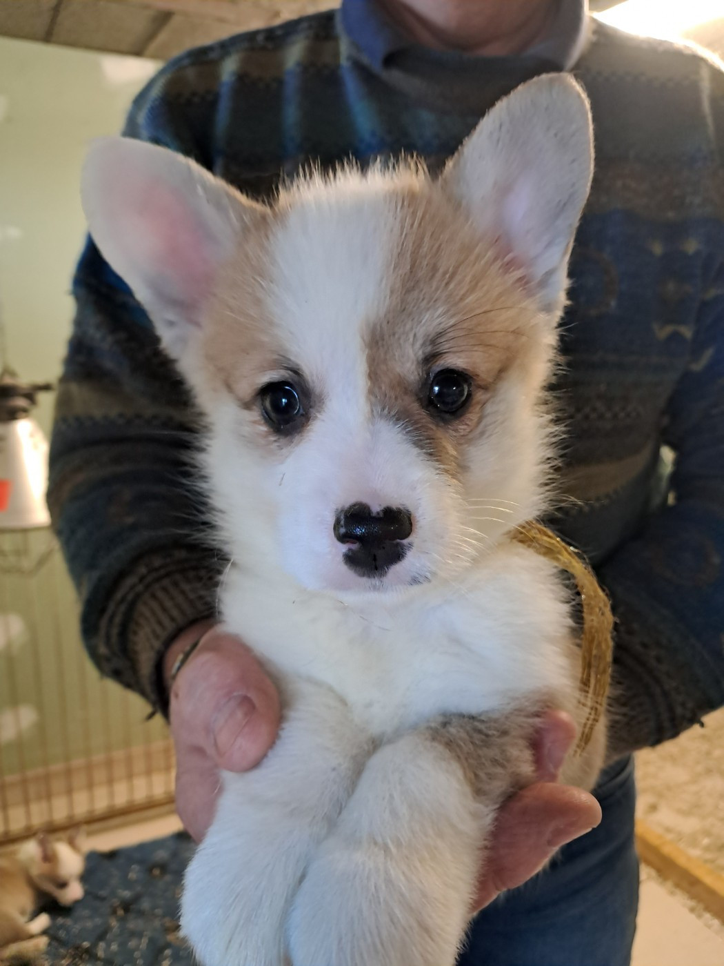 de la Ferme du Rotour - Chiots disponibles - Welsh Corgi Pembroke
