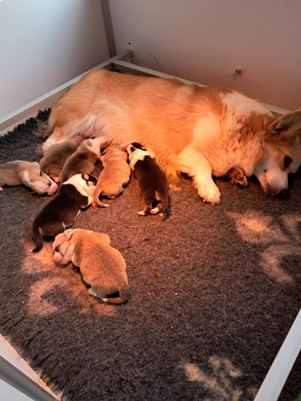 de la Ferme du Rotour - Chiots disponibles - Welsh Corgi Pembroke