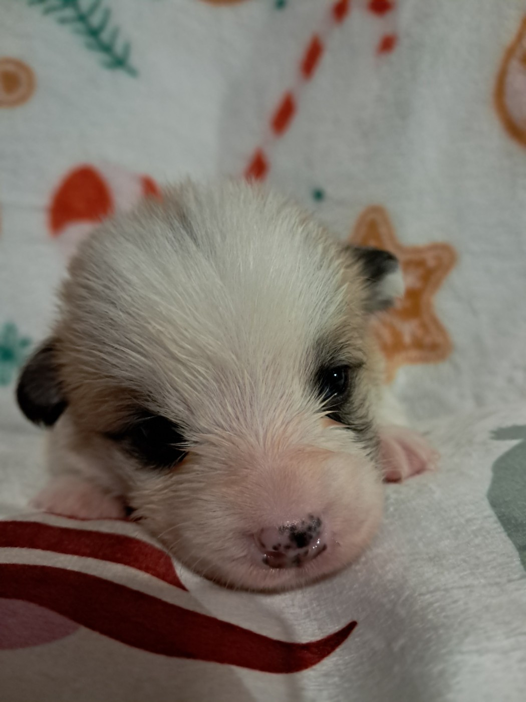 de la Ferme du Rotour - Chiots disponibles - Welsh Corgi Pembroke