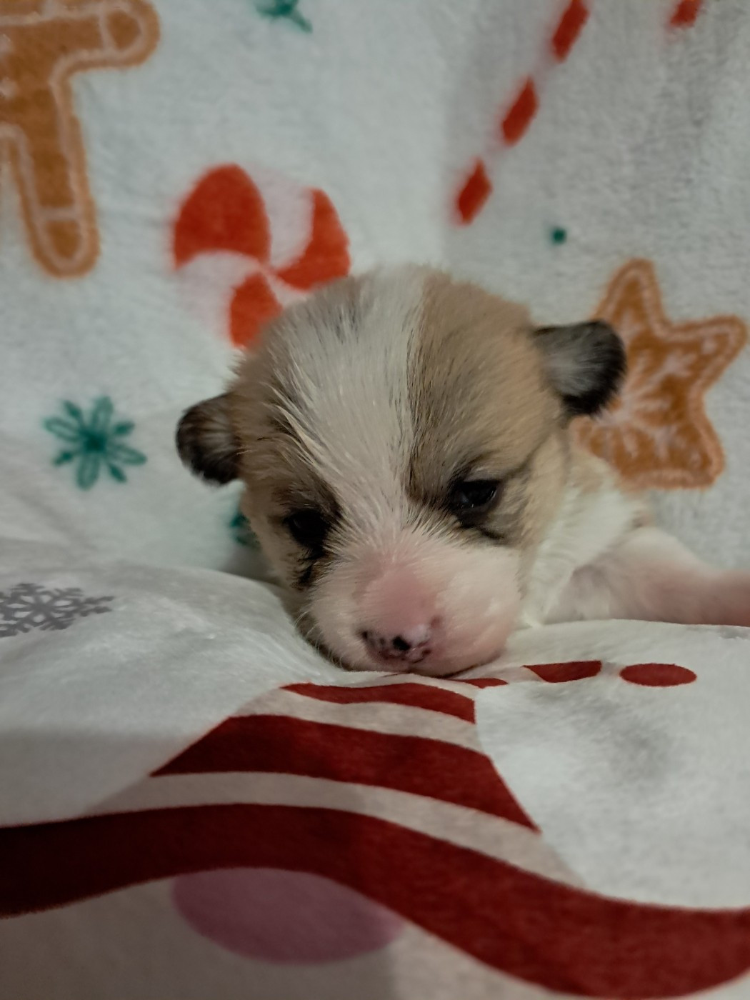 de la Ferme du Rotour - Chiots disponibles - Welsh Corgi Pembroke