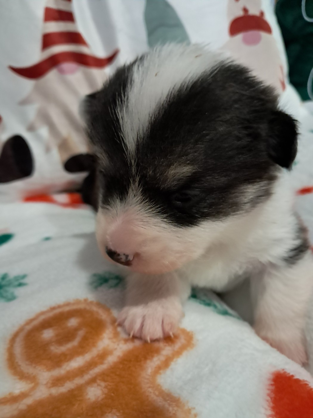 de la Ferme du Rotour - Chiots disponibles - Welsh Corgi Pembroke