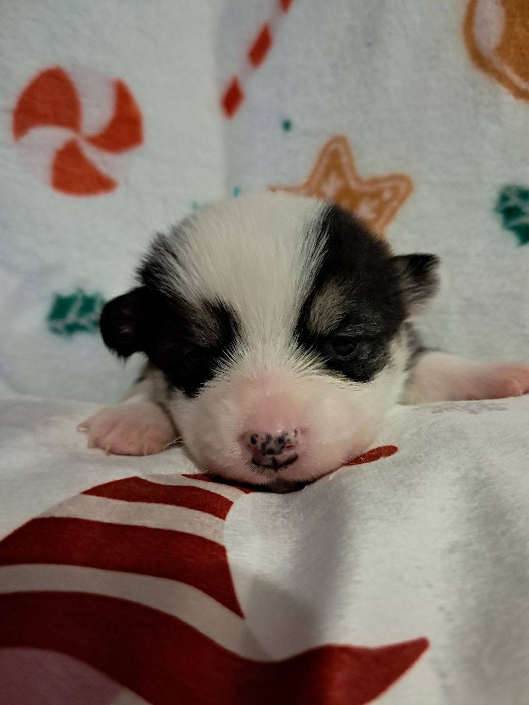 de la Ferme du Rotour - Chiots disponibles - Welsh Corgi Pembroke