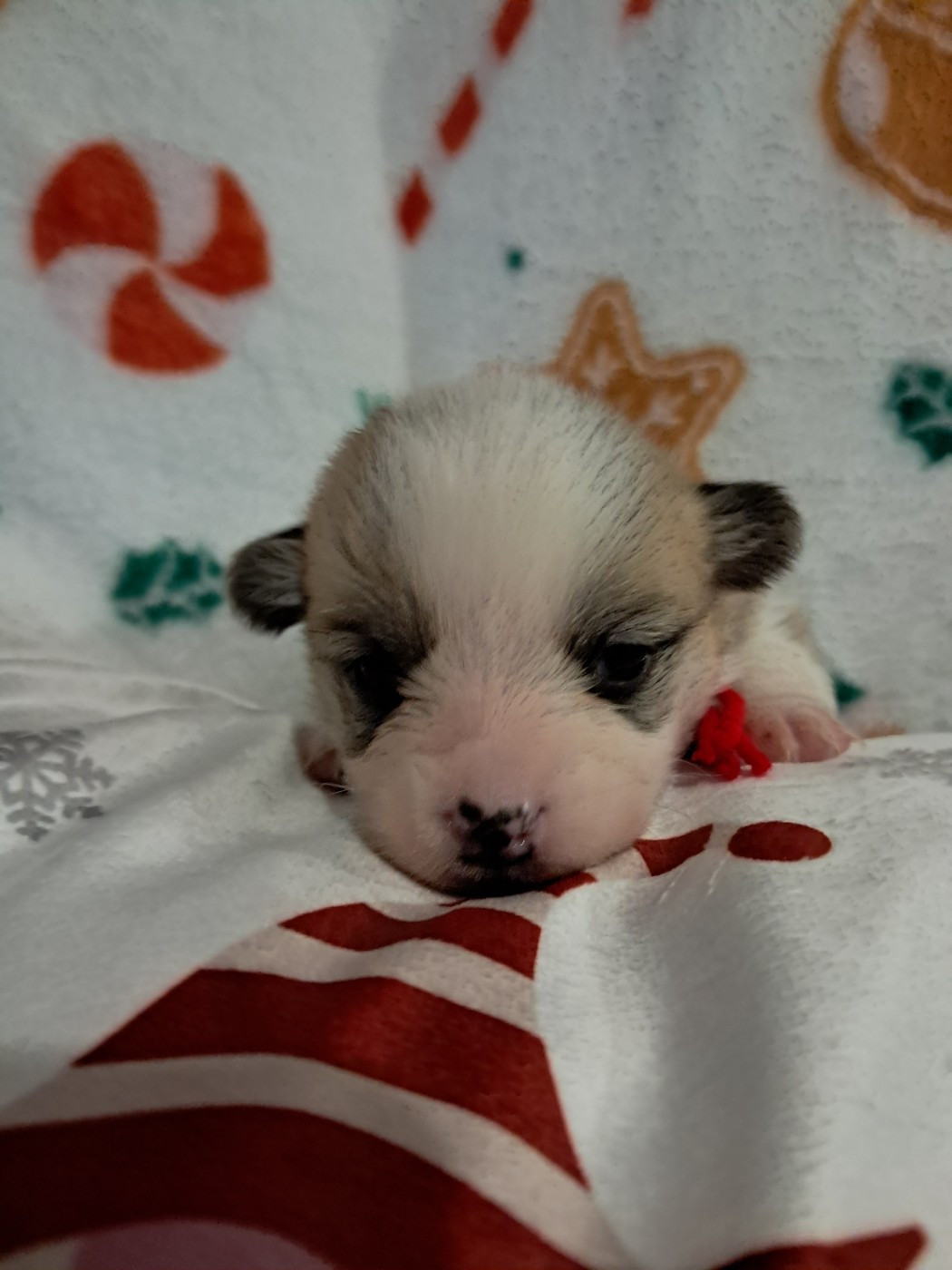 de la Ferme du Rotour - Chiots disponibles - Welsh Corgi Pembroke