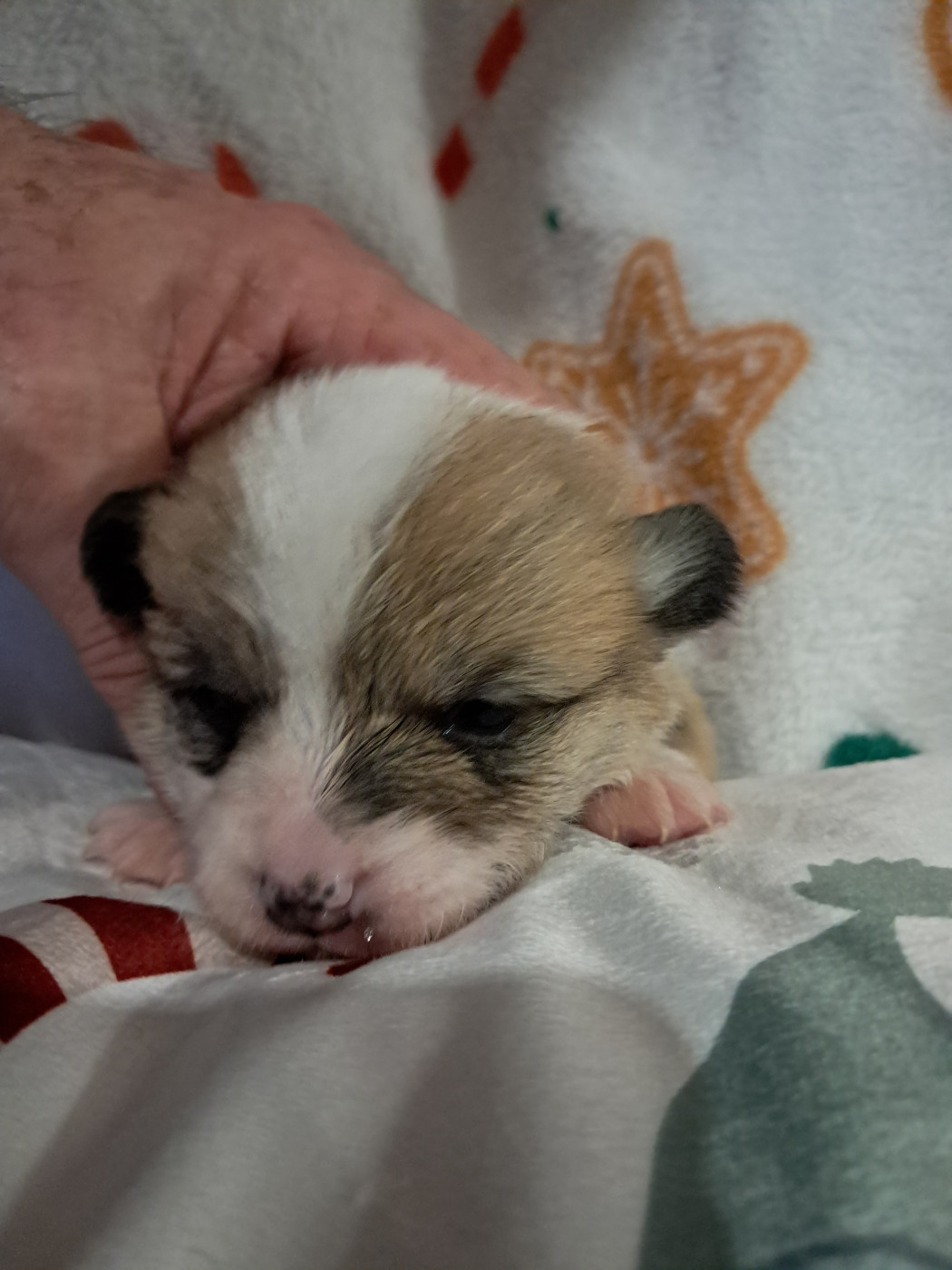de la Ferme du Rotour - Chiots disponibles - Welsh Corgi Pembroke