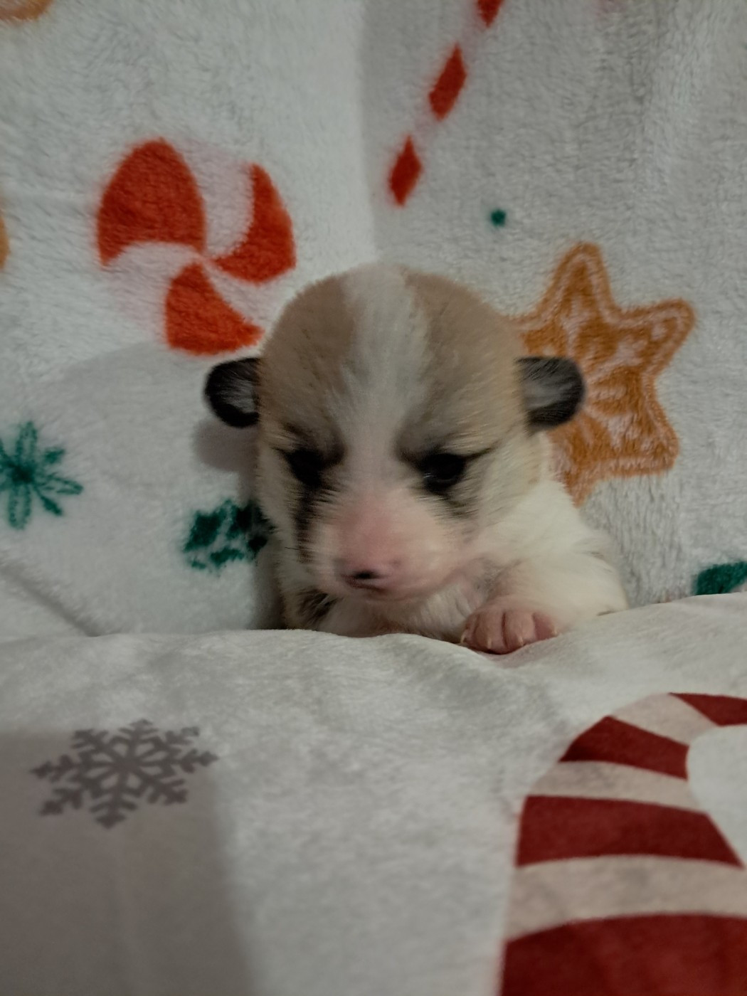 de la Ferme du Rotour - Chiots disponibles - Welsh Corgi Pembroke