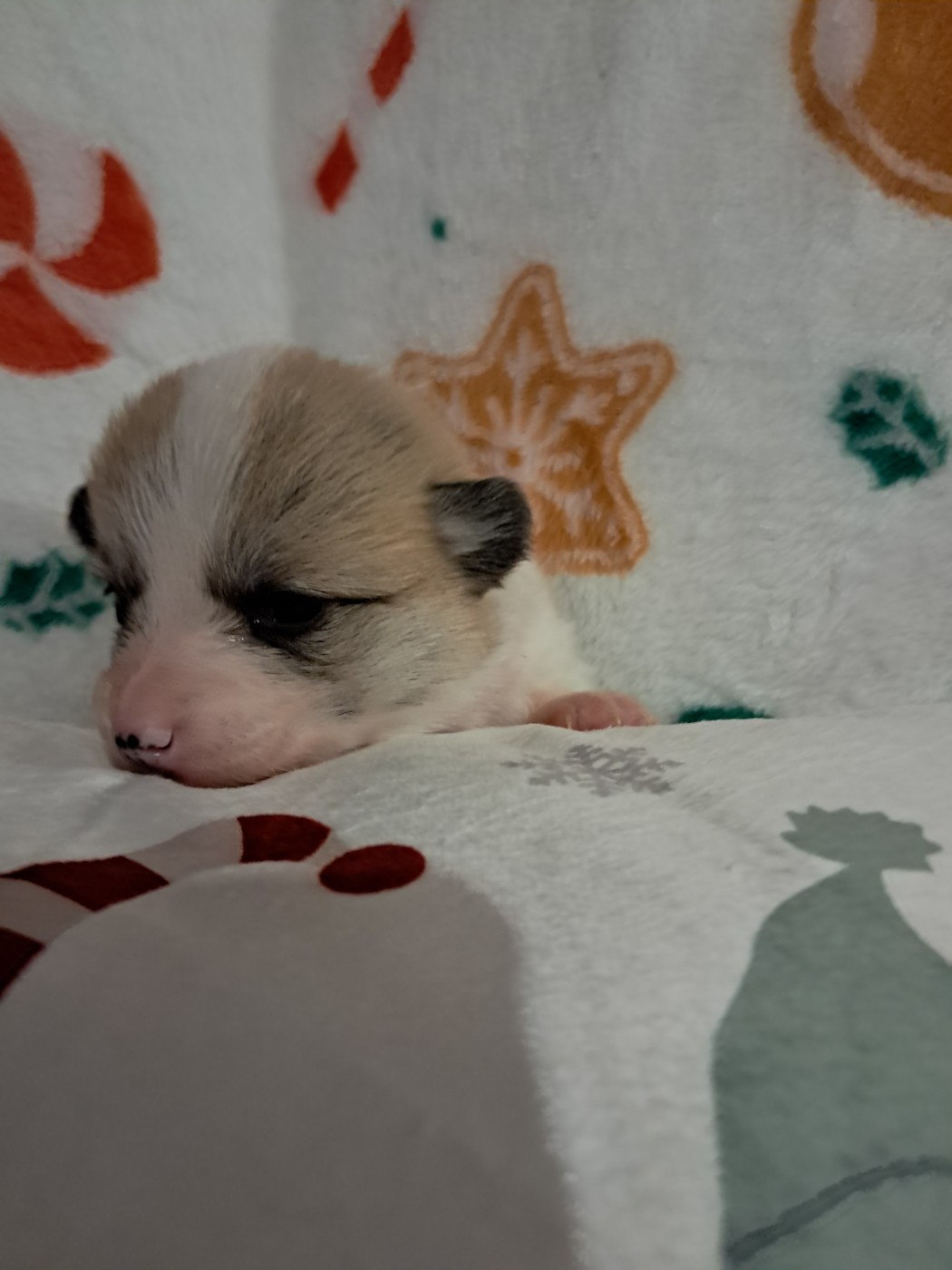 de la Ferme du Rotour - Chiots disponibles - Welsh Corgi Pembroke