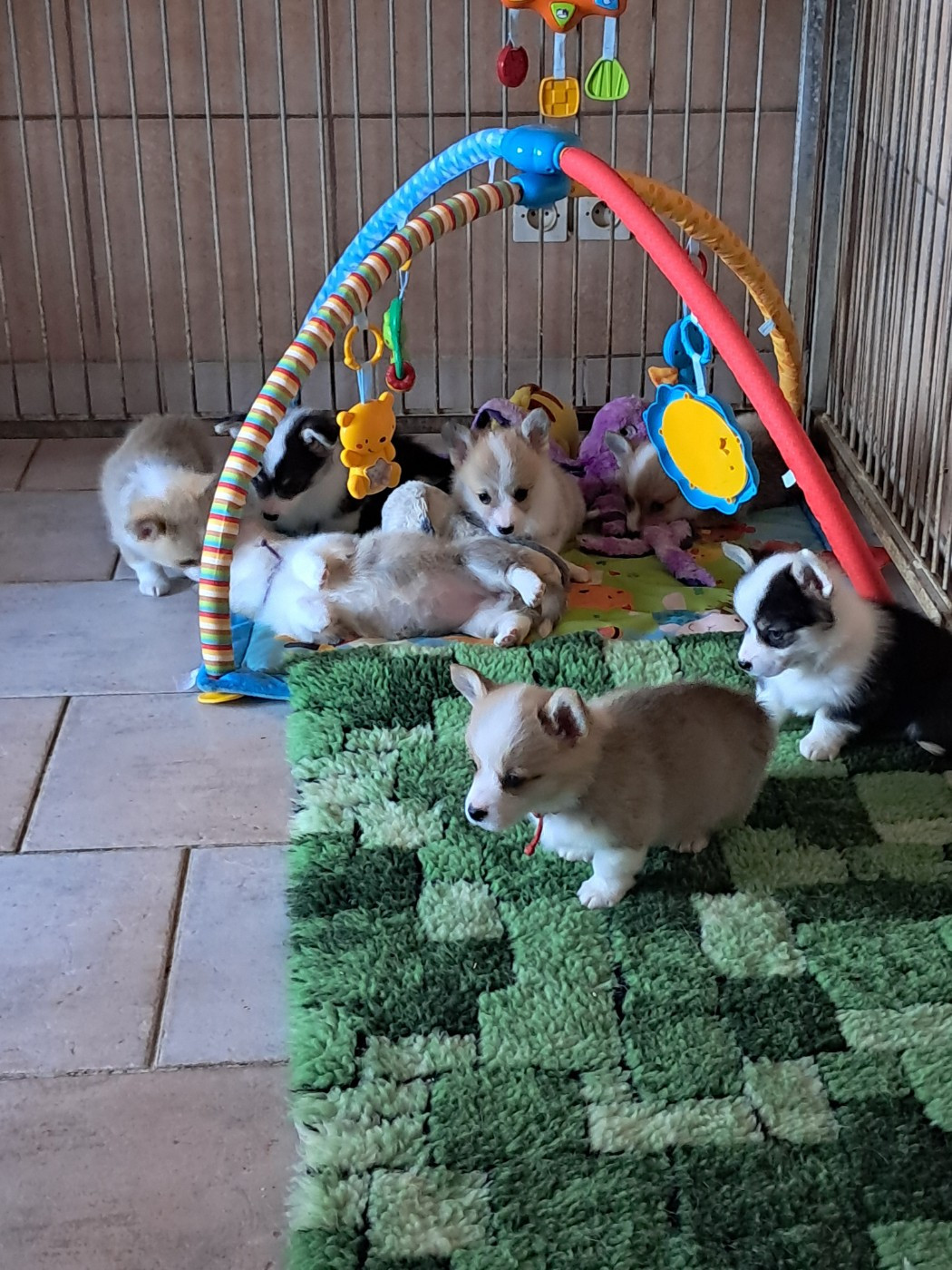 Chiot Welsh Corgi Pembroke de la Ferme du Rotour